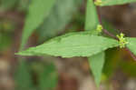 Wreath goldenrod